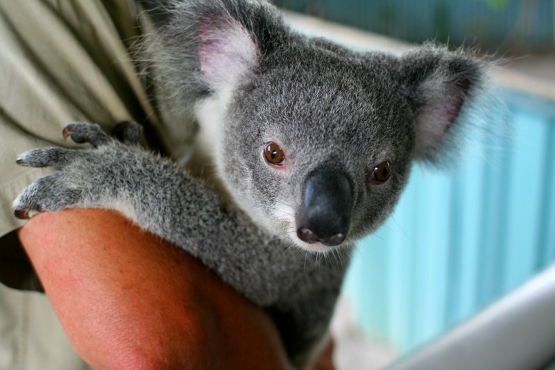 Koala Closeup, Australia