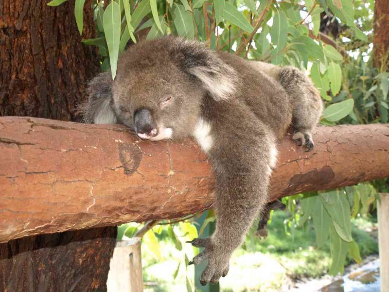 Koala in Caversham Wildlife Park in Perth, Australia
