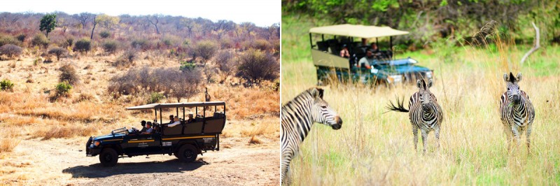 Land Rover Safari at Stanley & Livingstone Private Game Reserve, Zimbabwe