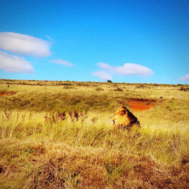 Lone lion basks in the midday sun at Gondwana Game Reserve, South Africa