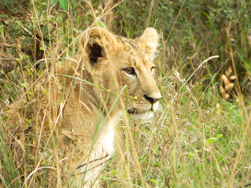 Lioness in Nairobi National Park, Kenya