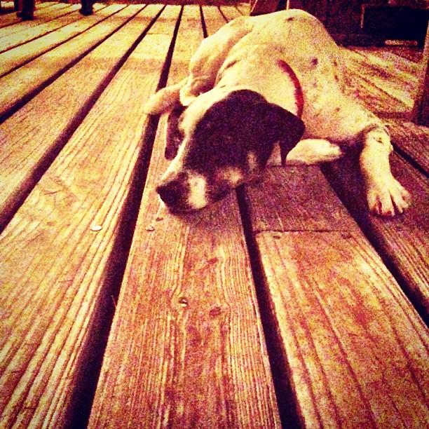 Local Dogs at Tippy's Restaurant, Eleuthera, Bahamas Local Dogs at Tippy's Restaurant, Eleuthera, Bahamas