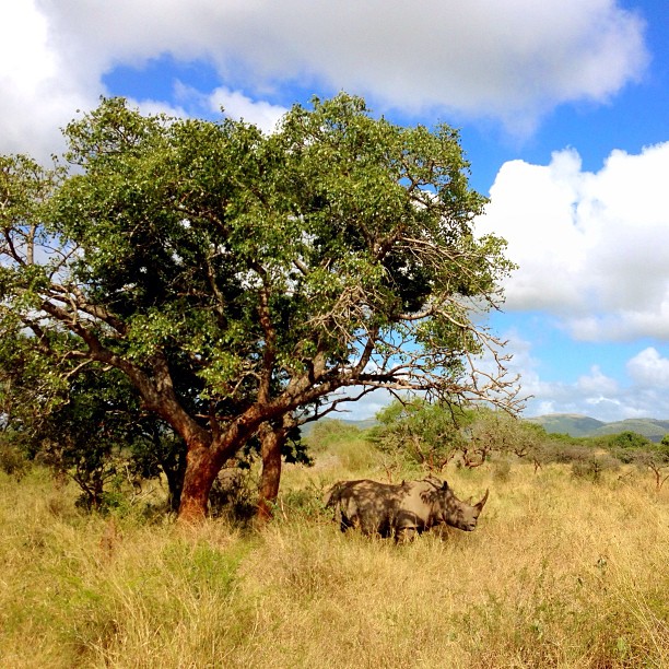 A lone white rhino relaxing in the shade in Mkhuze Game Reserve, South Africa