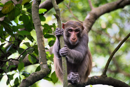 Closeup of Macaque in Tree