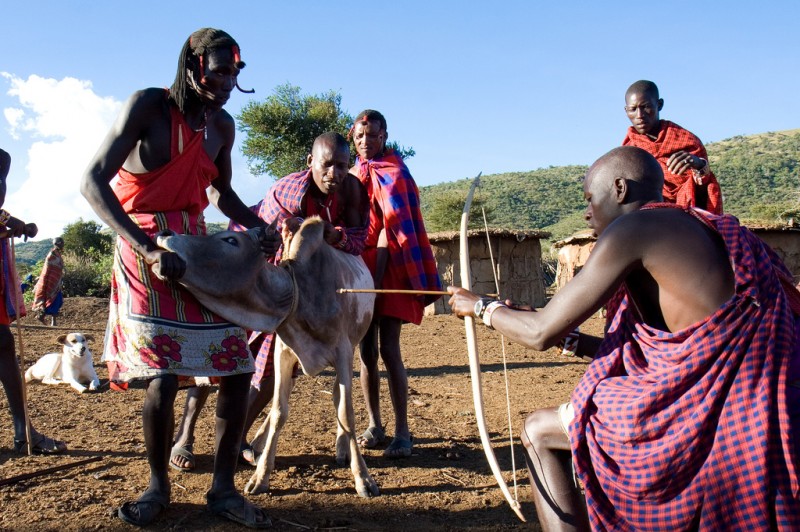 Maasai Cow Blood Demonstration, East Africa Maasai Cow Blood Demonstration, East Africa