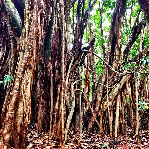 Massive Banyan Tree in West Maui, Hawaii Massive Banyan Tree in West Maui, Hawaii