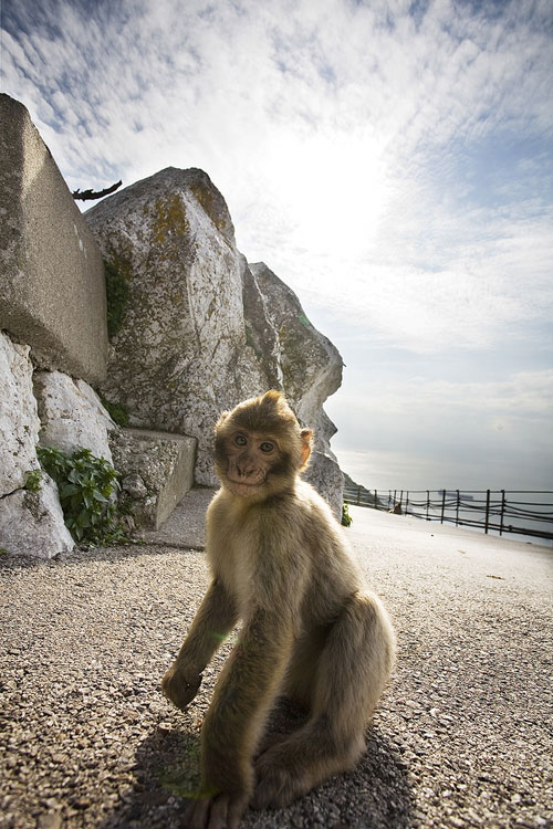 Monkey Closeup in Gibraltar