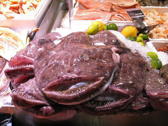 Monkfish on Ice at Fish Market