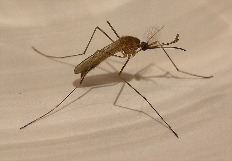 Mosquito (closeup)