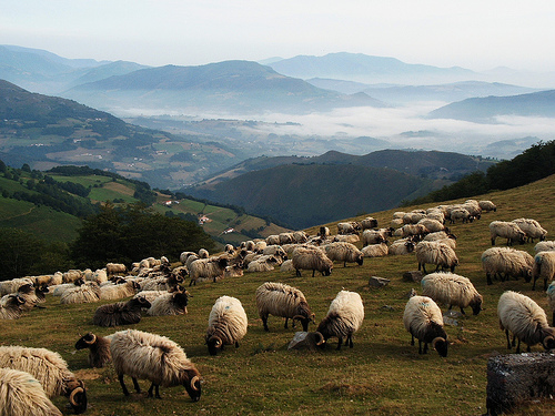 Sheep grazing on a mountain side near Camino de Santiago