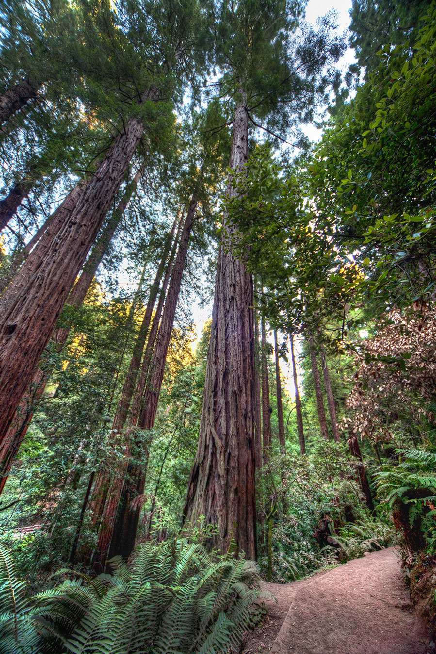 Muir Woods (Justin Troupe)