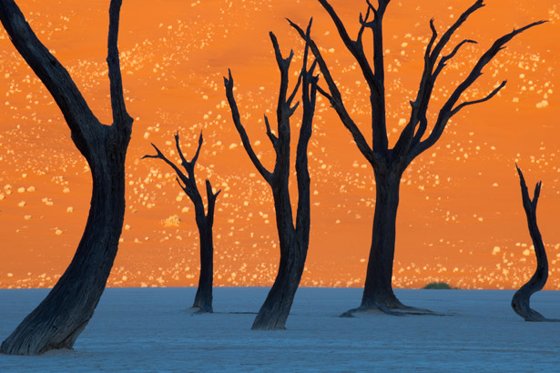 Photo from Namibia park that looks like a painting