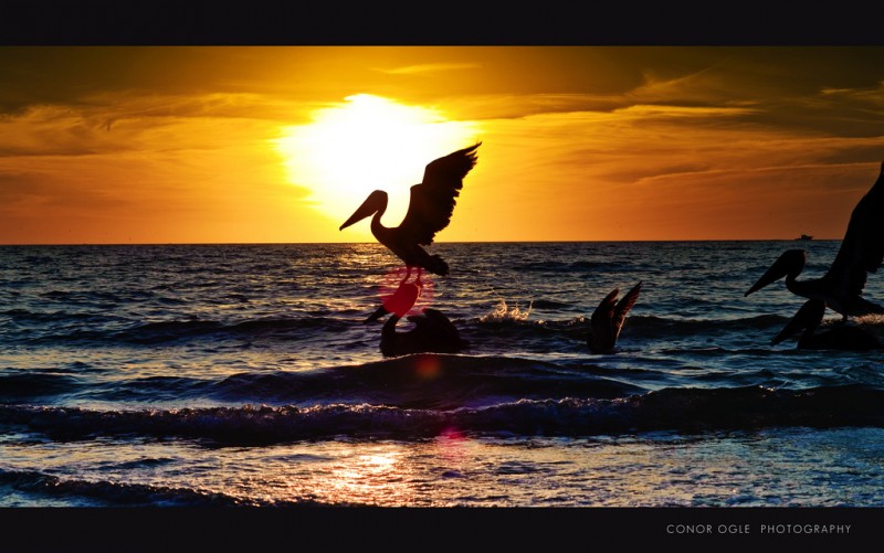 Pelican Supper in Naples, Florida