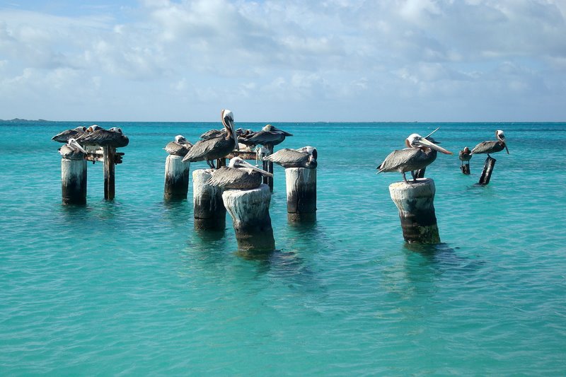 Pelicans at Dos Mosquises