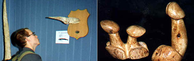 Phallological "Penis" Museum, Iceland