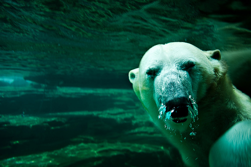 Polar Bear Closeup, Memphis Zoo