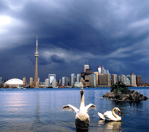 Swans in front of Toronto city skyline
