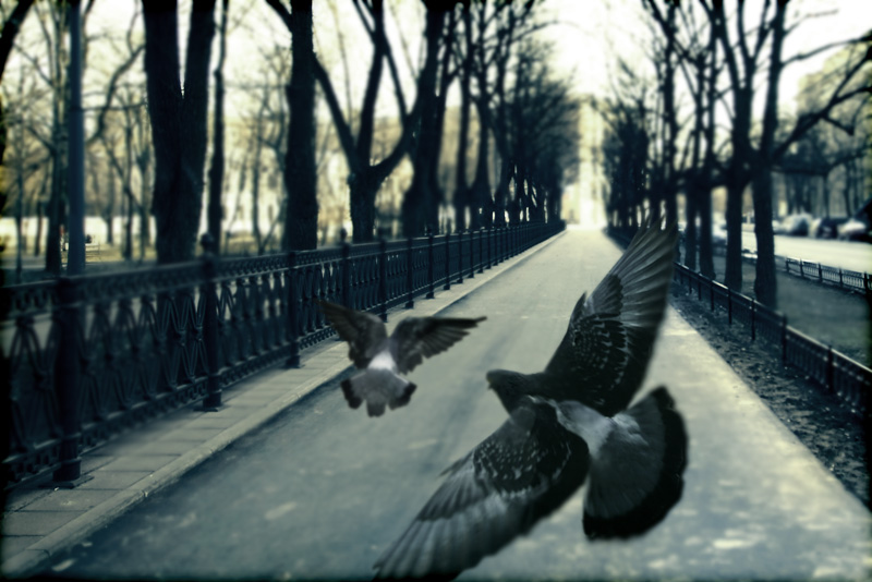 Wayward Pigeons, Moscow