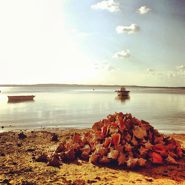 Large Pile of Conch Shells, Harbour Island, Bahamas