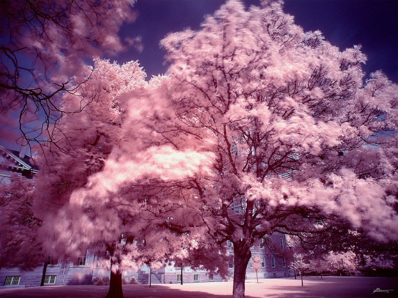 Endless pink trees in downtown Toronto, Canada (infrared)