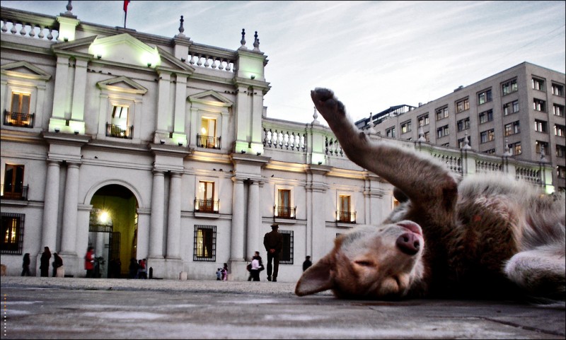 Dog Rolling Over at Plaza de la ConstituciÃ³n, Chile