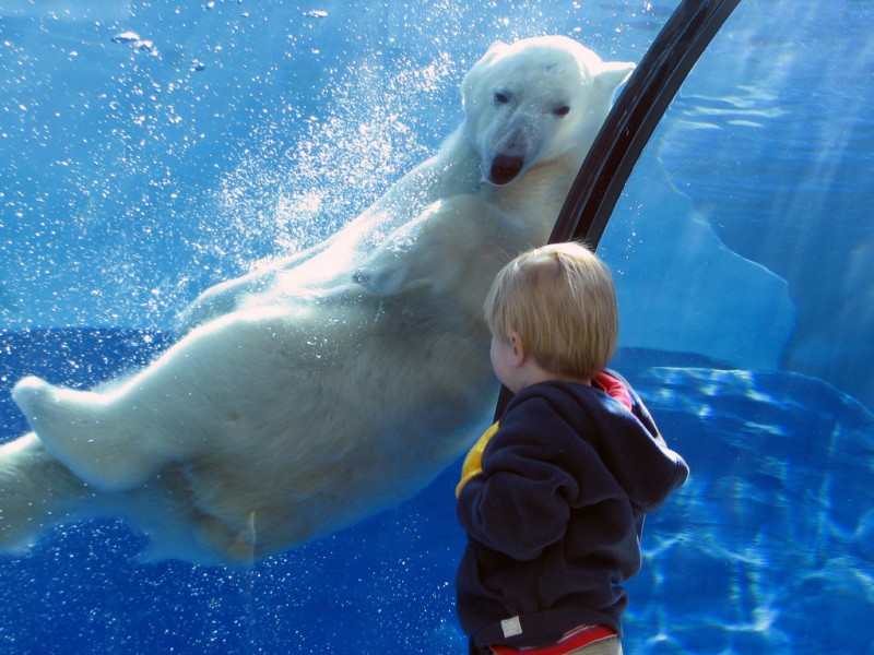 Polar Bear & Young Boy at Detroit Zoo