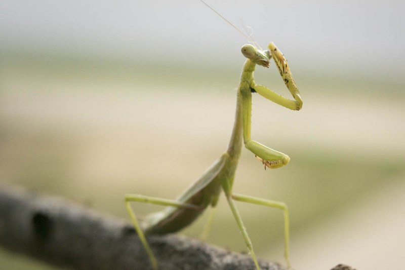 Macro of a praying mantis on a branch