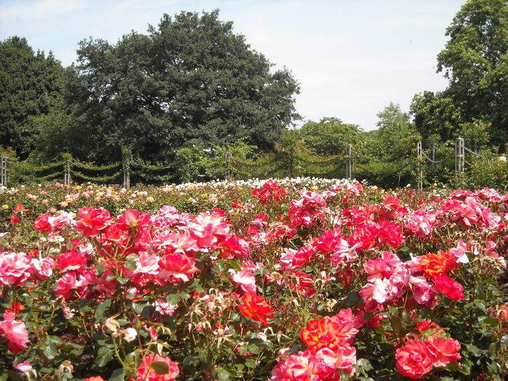 Queen Mary's Rose Gardens in Regent's Park, London