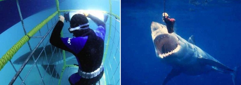 Shark Cage Diving, Cape Town, South Africa Shark Cage Diving, Cape Town, South Africa