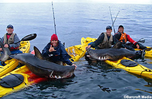 Shark Fishing picture 5