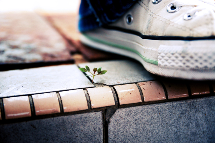 Noticing the Small Things / Stop and Smell the Roses Closeup of shoe next to a tiny plant on the sidewalk
