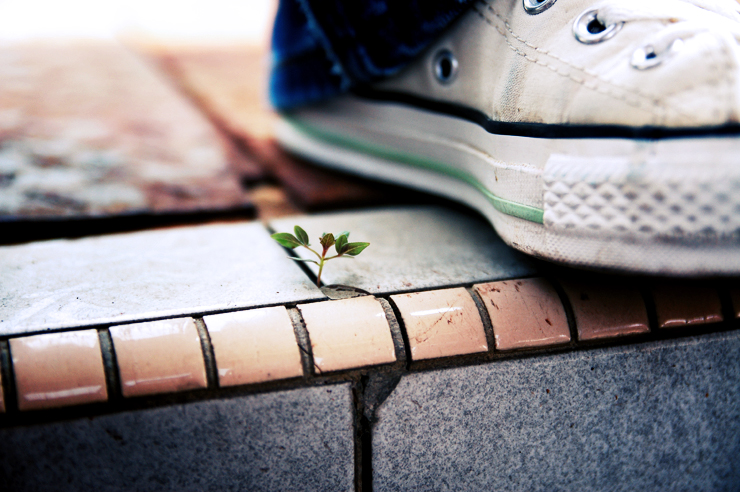 Closeup of shoe next to a tiny plant on the sidewalk