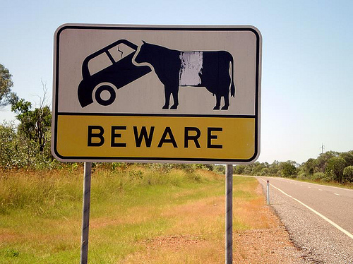 Signspotting: Beware of Car-Eating Cattle Ahead, Queensland