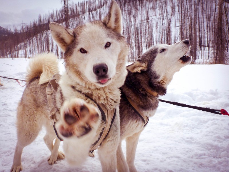 Closeup of two sled dogs in Pray, Montana