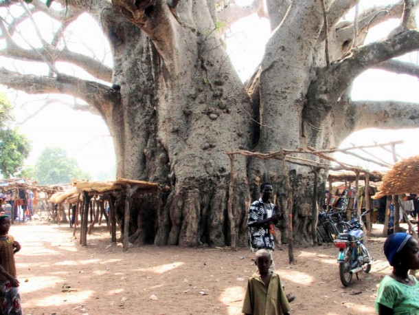 Strange Tree in Baobab, Madagascar