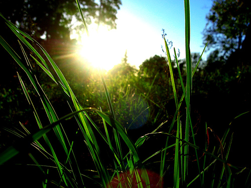 http://www.vagabondish.com/wp-content/uploads/sunny-grass-closeup.jpg