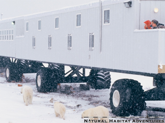 tundra-lodge-great-white-bear-tours.jpg