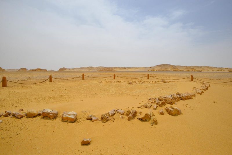 Egypt's Valley of the Whales (Wadi Al-Hitan)