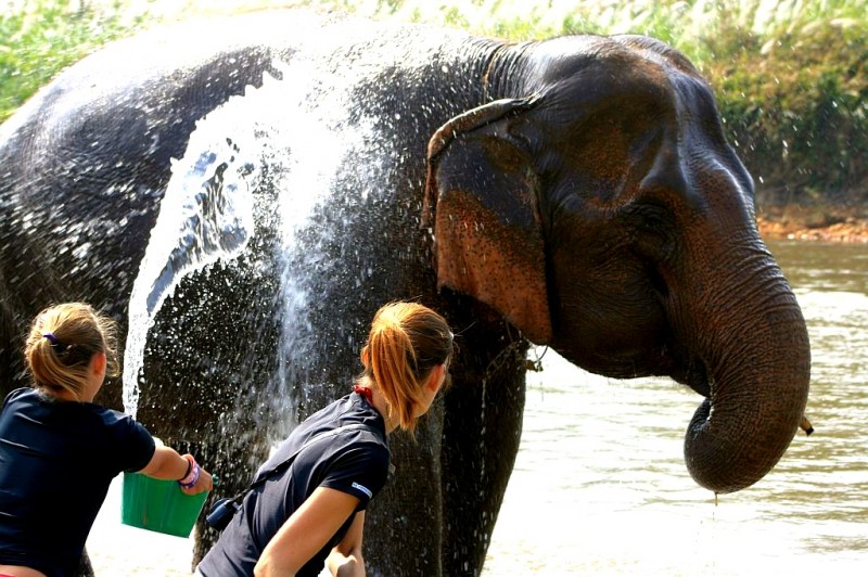 Washing an Elephant at the Elephant Nature Park, Thailand