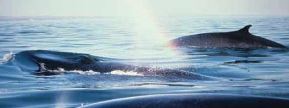 Whale Watching Near Tadoussac, Quebec Whale Watching Near Tadoussac, Quebec