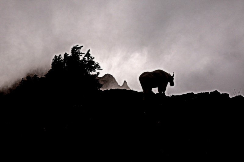 Wild Mountain Goat at Whiskey Bed, Washington