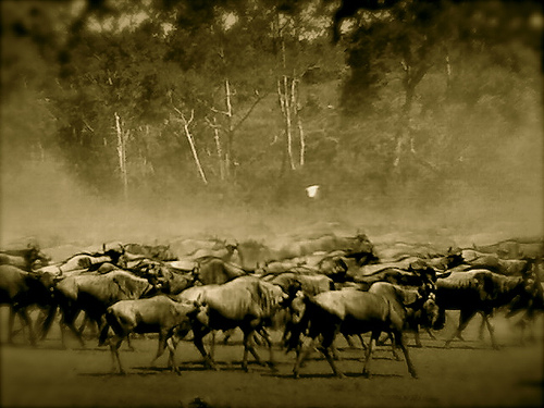 Large herd of wildebeest in Kenya, Africa