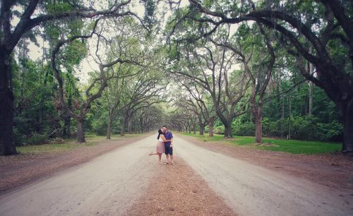 The Avenue at Wormsloe Plantation in Savannah, GA