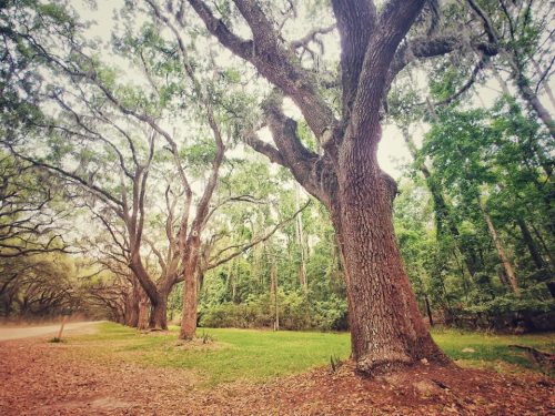 Live Oak Trees at Wormsloe Plantation in Savannah, GA