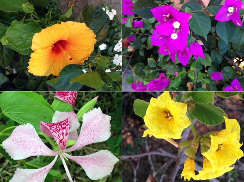 Flowers in Bloom Everywhere, Galapagos Islands, Ecuador