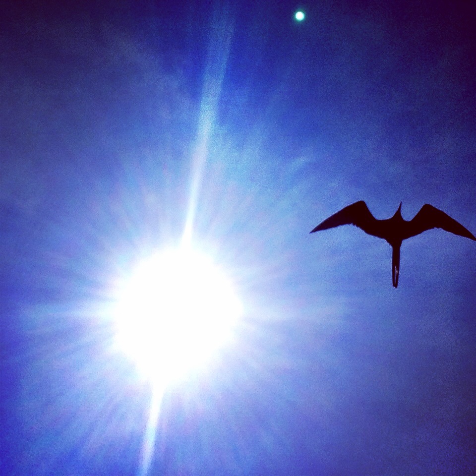 Frigate bird hovers over Ecoventura Letty in Galapagos Islands, Ecuador