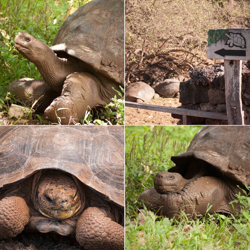 Giant Tortoises in the Galapagos Islands, Ecuador