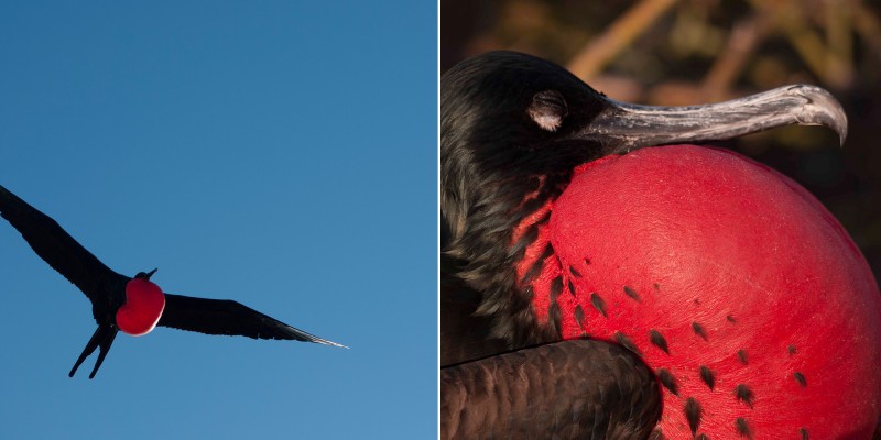 Male Frigatebird in Galapagos Islands, Ecuador
