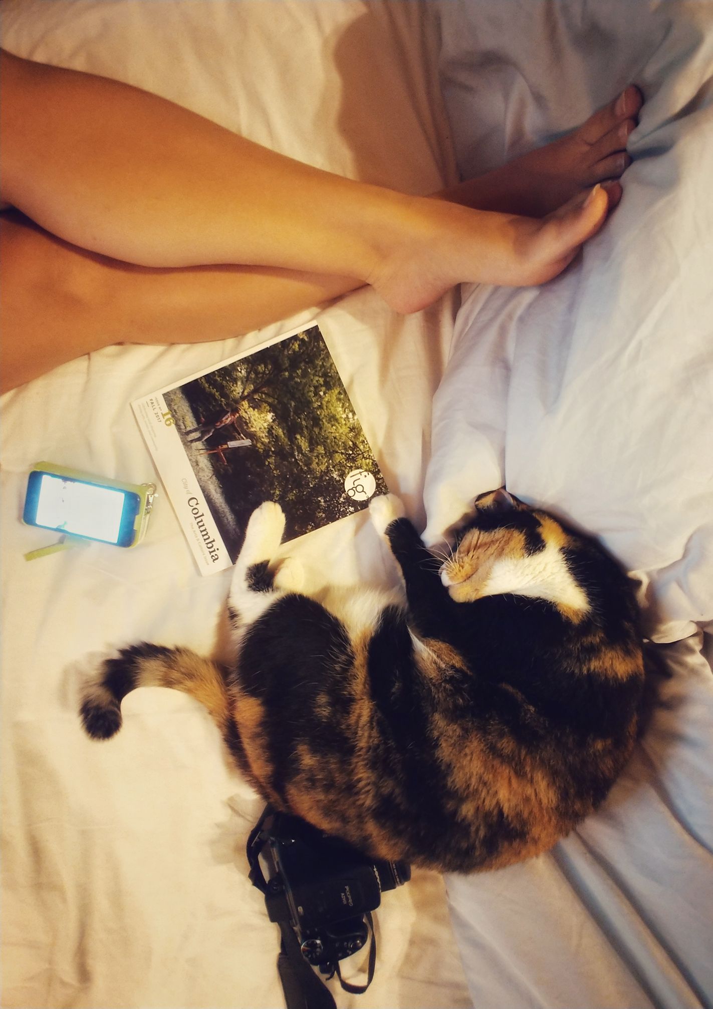 Lizzi the Travel Cat sleeping in bed at our log cabin Airbnb in South Carolina