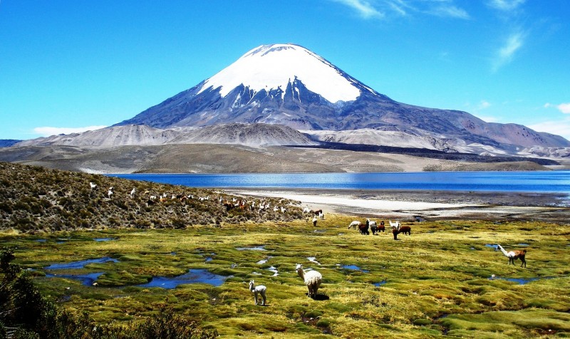 Photo of the Moment: Wayward Llamas Near Chungara Lake, Chile — Vagabondish